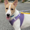カフェオレ色が可愛いミックスの子犬うにくん