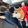 シェピとの初お出かけ。