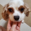 天真爛漫！ゴロンと甘えるエレノアちゃん♪