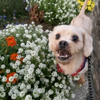 オル君　アメコカMIX　3歳　男の子