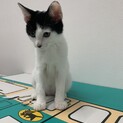 人懐っこい白ブチ君
