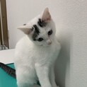 人懐っこい白ブチちゃん