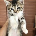兄妹2匹ペアで里親さま募集中