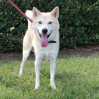 たいく君の家族になってください