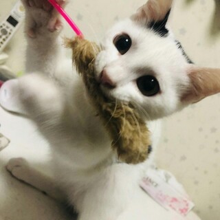 淡路っこ♪サビトくん♪里親絶賛募集中！