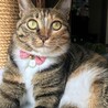 の写真