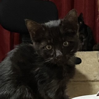 里親決定しました