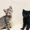 コロンコロンな子猫達!!