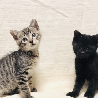 コロンコロンな子猫達!!