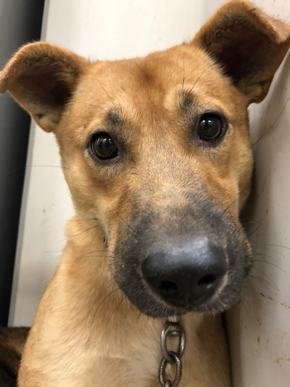 テディベアのような うめ 岡山県 犬の里親募集 3377 ペットのおうち 月間利用者150万人 テディベアのような うめ 岡山県 犬の里親募集 3377 ペットのおうち 月間利用者150万人