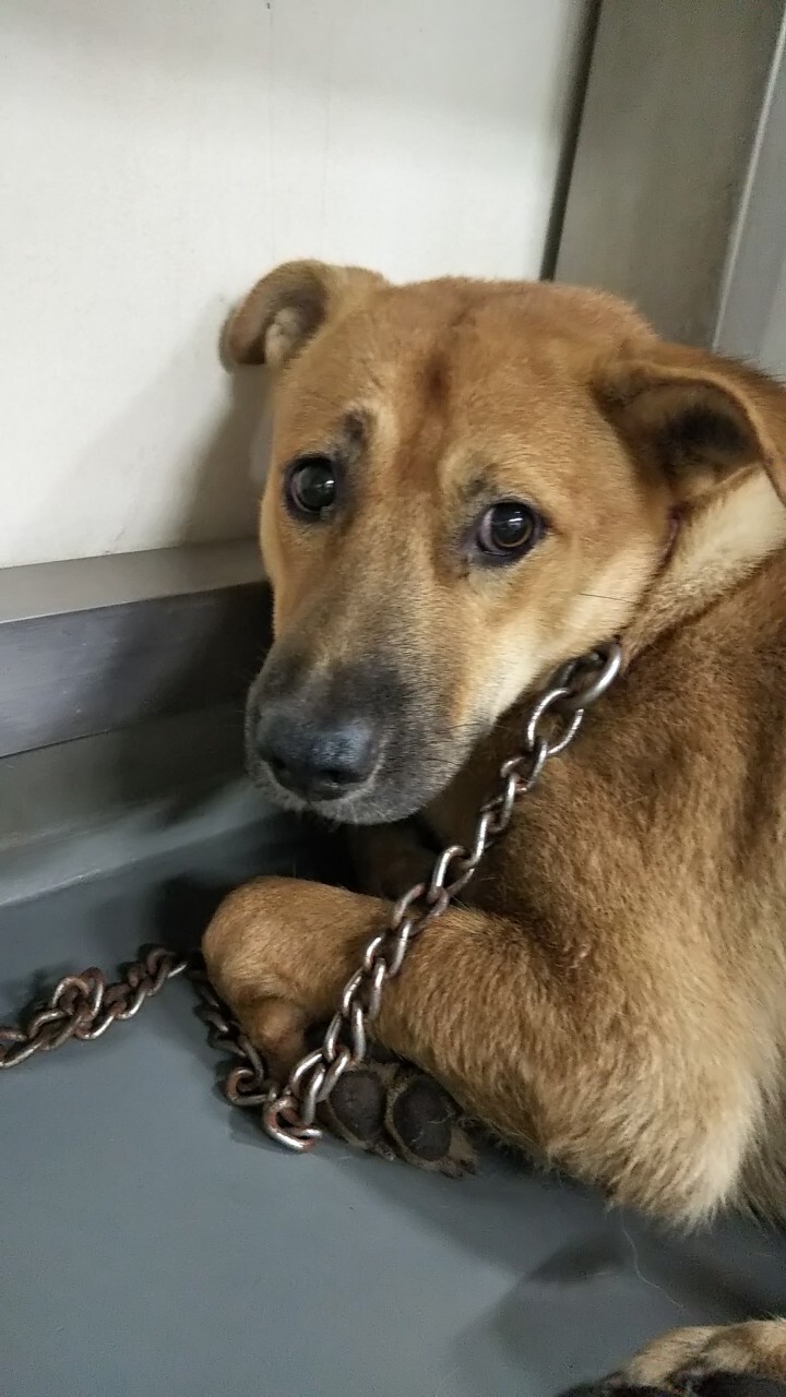 テディベアのような うめ 岡山県 犬の里親募集 3377 ペットのおうち 月間利用者150万人 テディベアのような うめ 岡山県 犬の里親募集 3377 ペットのおうち 月間利用者150万人