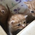 茶トラ3兄弟の子猫☆里親募集