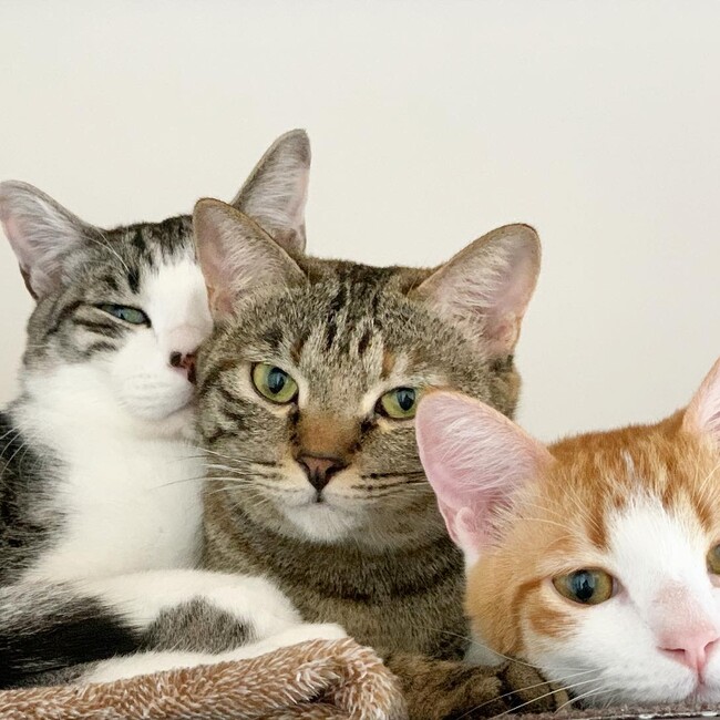 みーーーーーずんのカバー写真