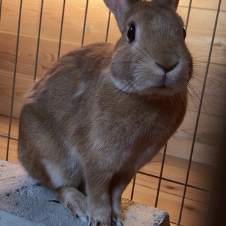ウサギの里親募集しております