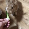 ウサギの里親募集しております サムネイル2