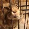 ウサギの里親募集しております サムネイル3