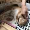 ウサギの里親募集しております サムネイル4