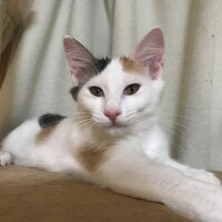 おもち