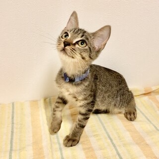 キジトラ三兄弟の甘えん坊な男の子