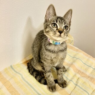 キジトラ三兄弟のやんちゃな女の子