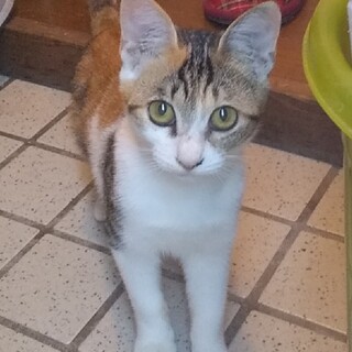 長崎市赤迫町★避妊手術済み★パッチリおめめの三毛猫