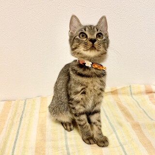 キジトラ三兄弟のツンデレ女の子