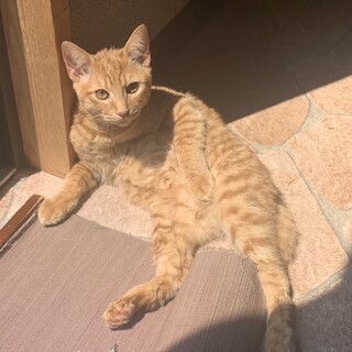 生後半年兄妹3匹です！