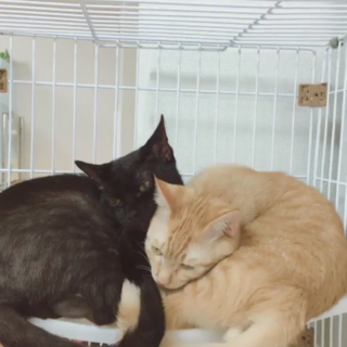 【急募】成猫2匹の飼い主を探しています