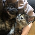 懐っこくてやんちゃなサビちゃんズ