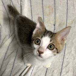 三重県津市１０月２５日(日)子猫の譲渡会