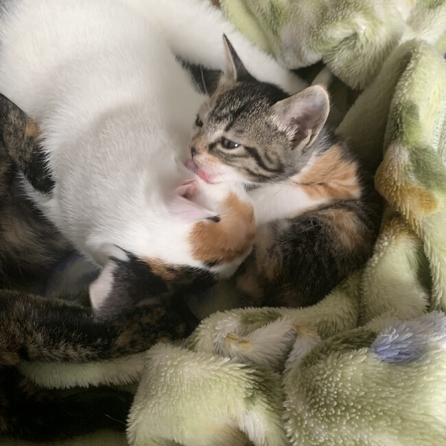 茶斗のカバー写真