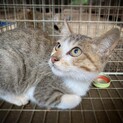 家族として大切にしていただける方を募集します。