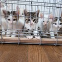 子猫6 匹  9/1日生まれ ※残り３匹