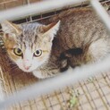 家族として大切にしていただける方を募集します。