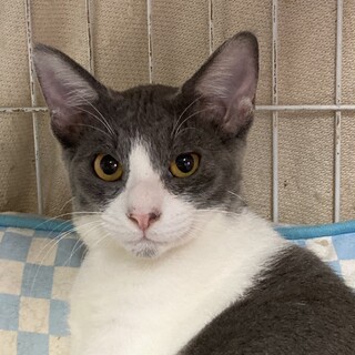 シャイでCOOLな男。でも実は甘えん坊❣️カイくん