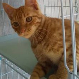 生後2か月くらいの子猫4匹が捨てられていました