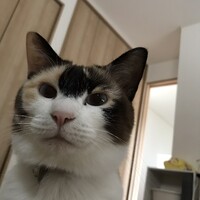 シロナ