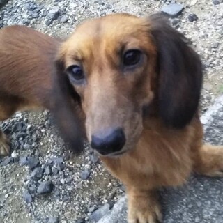 ダックスの女の子