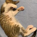 人慣れ抜群の子猫ちゃん　生後２〜３ヶ月