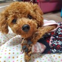 はなこ☆ふかふか大好き甘えん坊トイプー♀