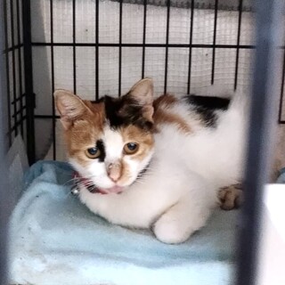 SOS‼️馴れッコ困り顔で可愛い三毛女子