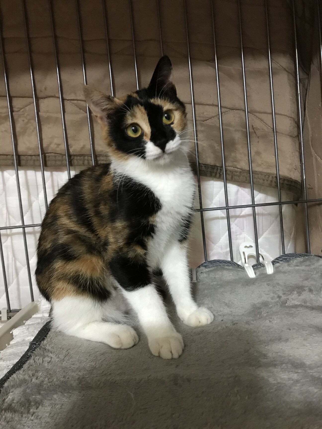 人馴れバツグン可愛いミーちゃん 東京都 猫の里親募集 ペットのおうち 月間利用者150万人