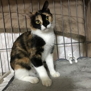人馴れバツグン可愛いミーちゃん