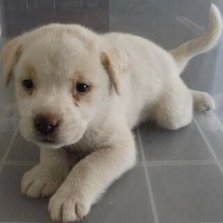 保護団体様より引き出し完了。子犬♀177