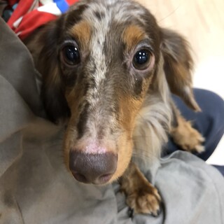 ジーク　Mダックス　2歳ぐらい　♂