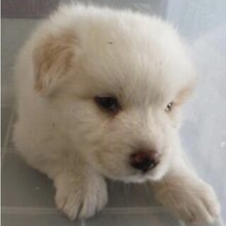 保護団体様より引き出し完了。子犬♂178