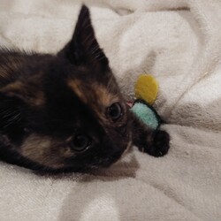 サビ猫ちゃんの里親さんがほぼ確定‼️