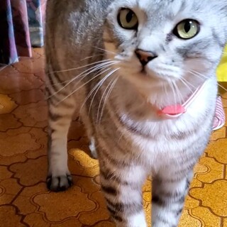 里親様決定致しました 有難うございました