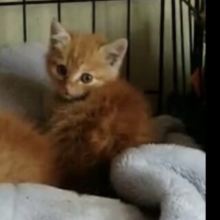 終生飼える方求む