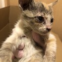 甘えん坊仔猫の里親募集